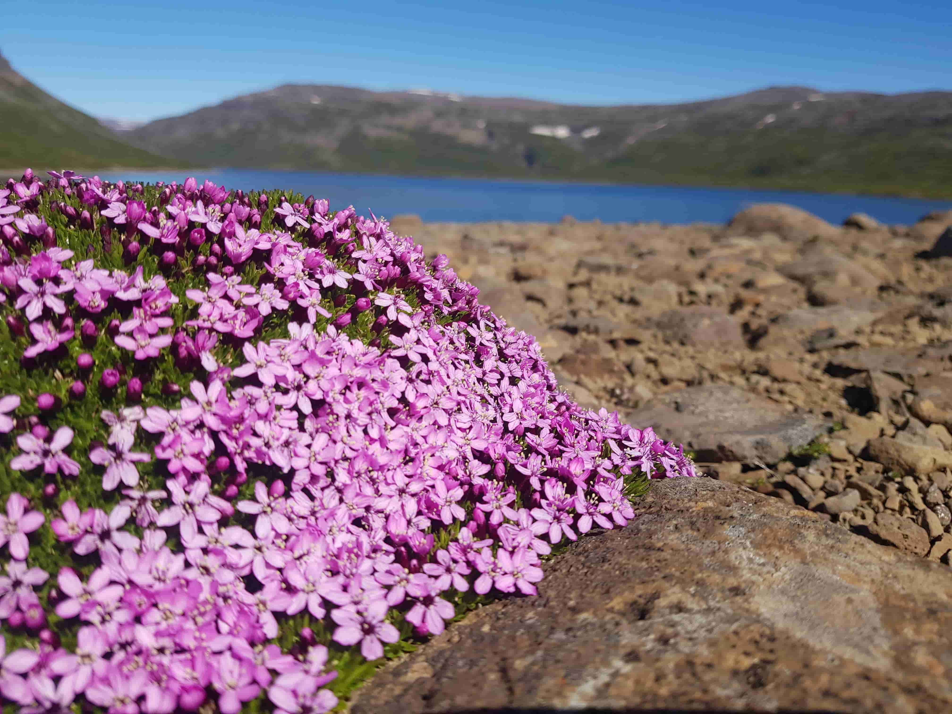 Tálknafjörður fjord